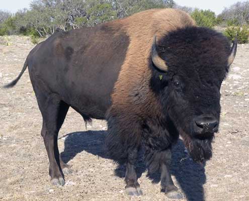 Texas buffalo hunting