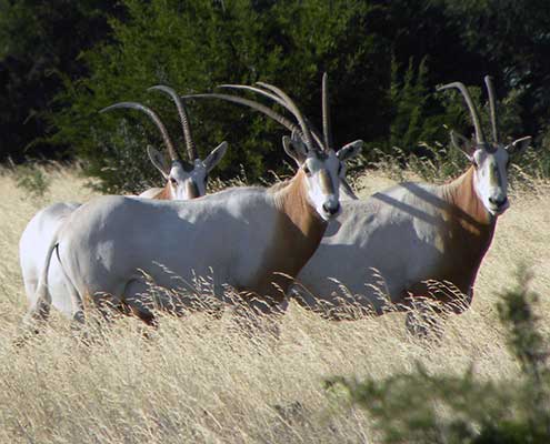 Texas scimitar-horned oryx hunting