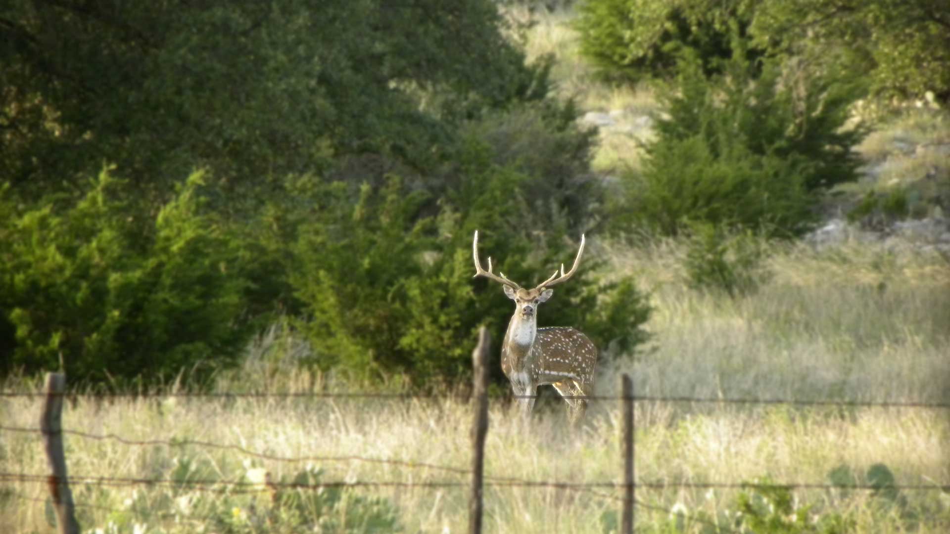 Texas exotic animal hunting